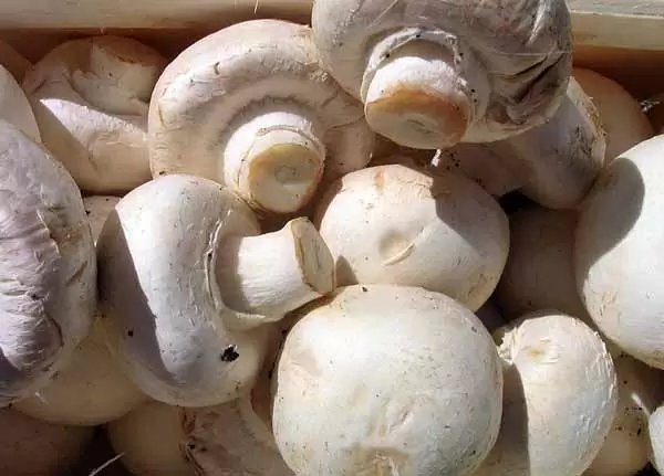 funghi champignon